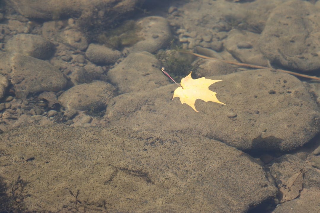 Yellow maple leaf floats on transparent water above smooth brown and grey river stones in soft sunlight