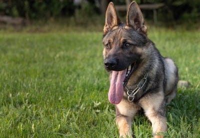 portrait,full hd wallpaper,trainer,dog,mac wallpaper,puppy,beautiful wallpaper,grass,free wallpaper,4k wallpaper,background,wallpaper 4k,breed,cool backgrounds,friend,free background,4k wallpaper,wallpaper hd,desktop backgrounds,animal 