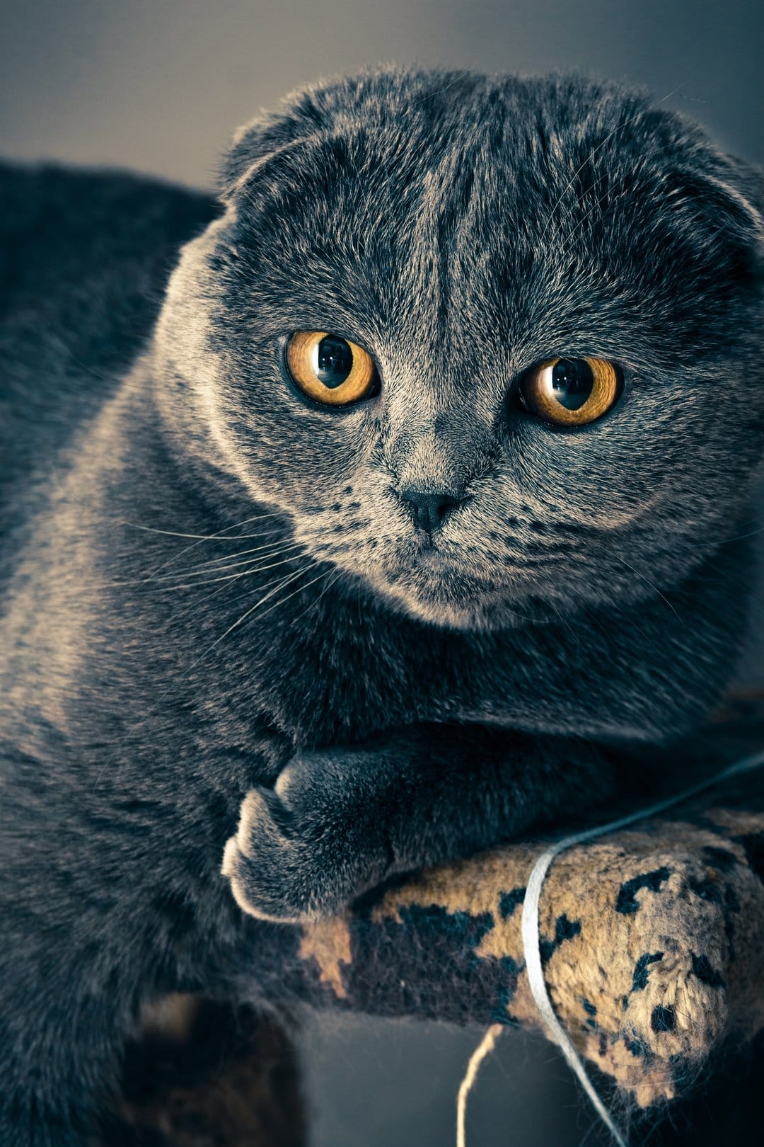 Scottish Fold cat with grey fur and circular golden eyes looks directly at the camera in a close-up portrait.