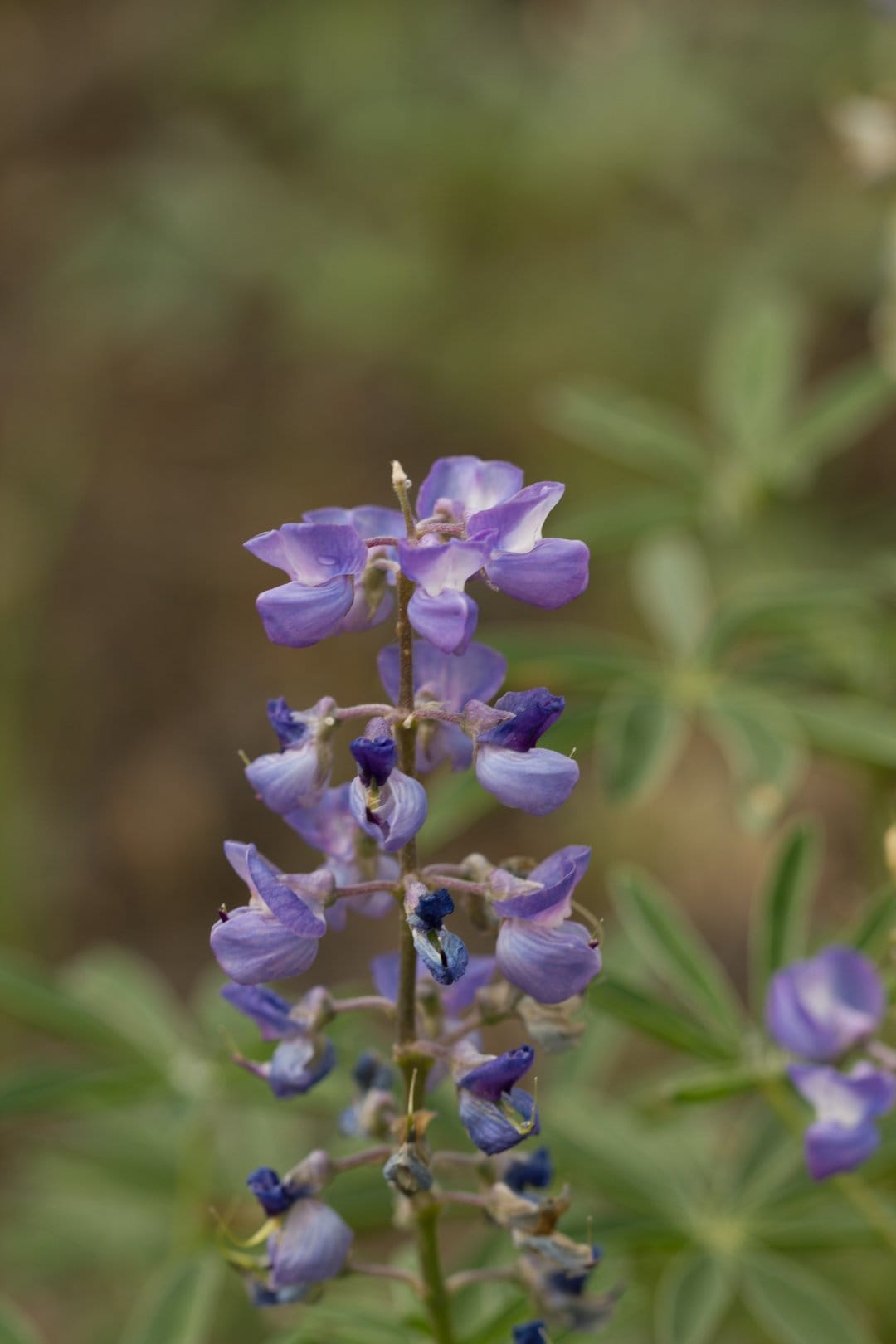 Purple lupine flower spikes bloom with soft focus petals against a blurred green and brown meadow background.