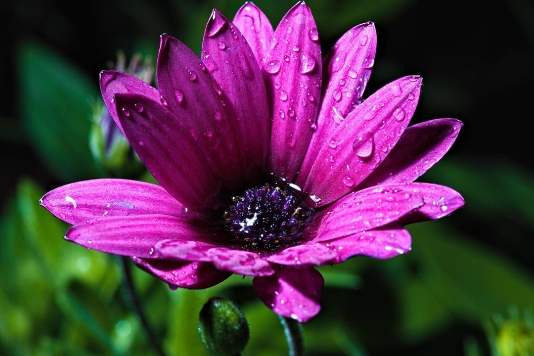 Pink daisy petals covered in clear water droplets with a dark flower center and a blurred green background.