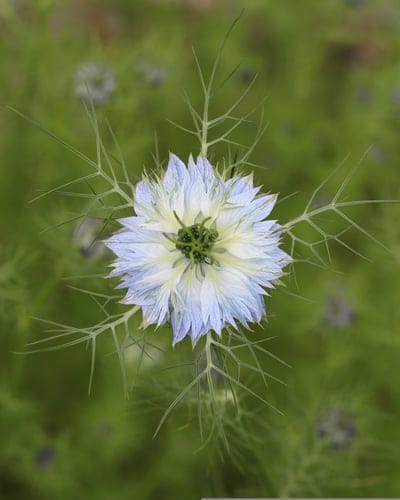 Nigella damascena flower with light blue petals and feathery green foliage against a blurred garden background.