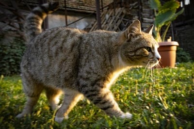 Tabby cat with striped fur walks through bright green grass toward a blurred terracotta pot in a sunlit garden.