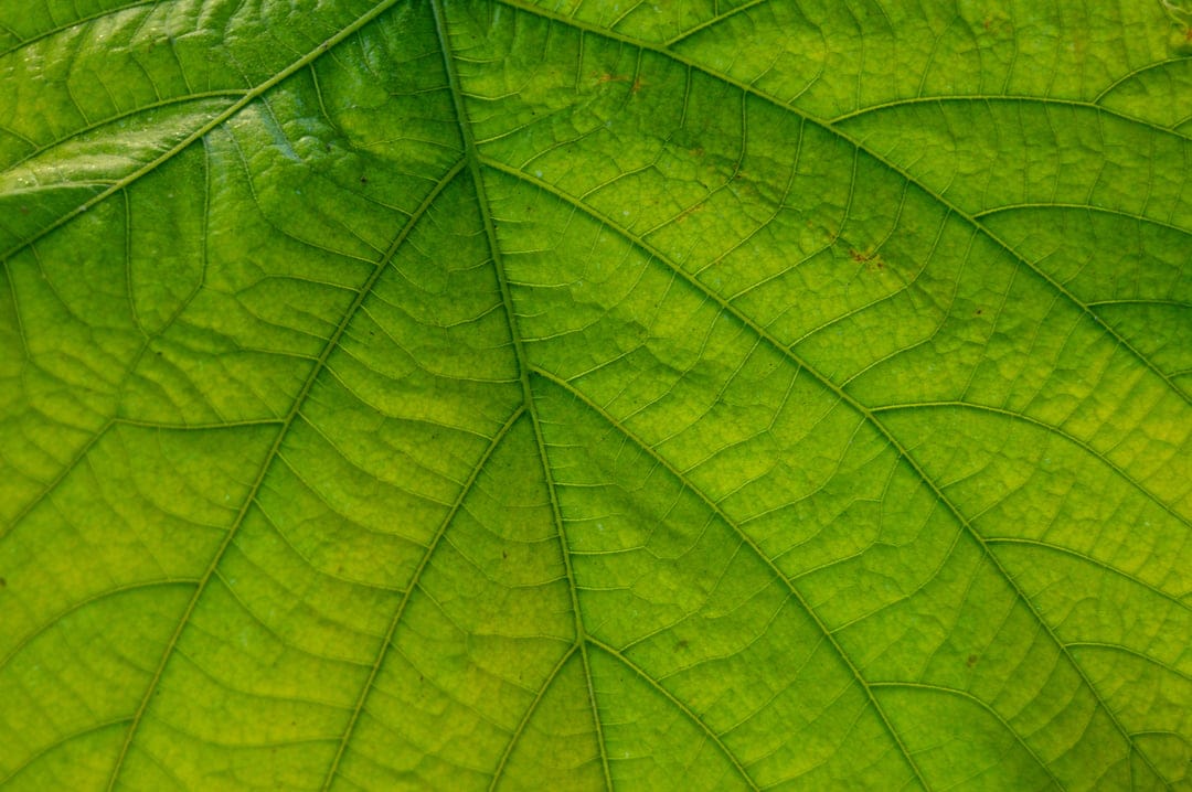 Green leaf veins show intricate cellular patterns and translucent organic textures in a tight macro view.