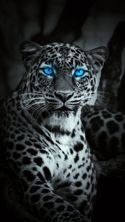 A striking close-up portrait of a leopard, rendered in a grayscale palette, with its mesmerizing eyes vividly highlighted in an intense, glowing blue. The detailed patterns of its spots are clearly visible, contrasting beautifully with the bright eyes that draw the viewer in. The background is dark and subtly blurred, ensuring the majestic feline and its captivating gaze are the sole focus.