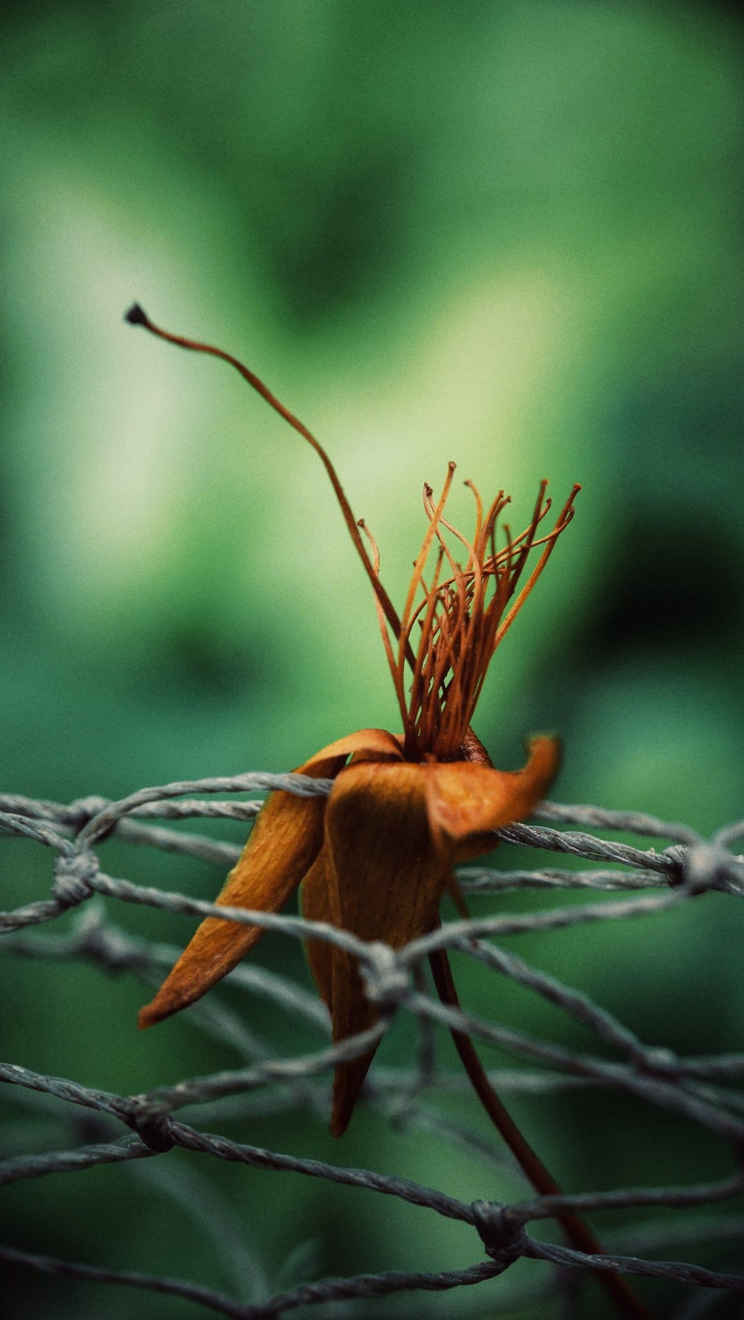 Withered orange flower petals caught in a rough wire mesh fence against a soft green blurred background.