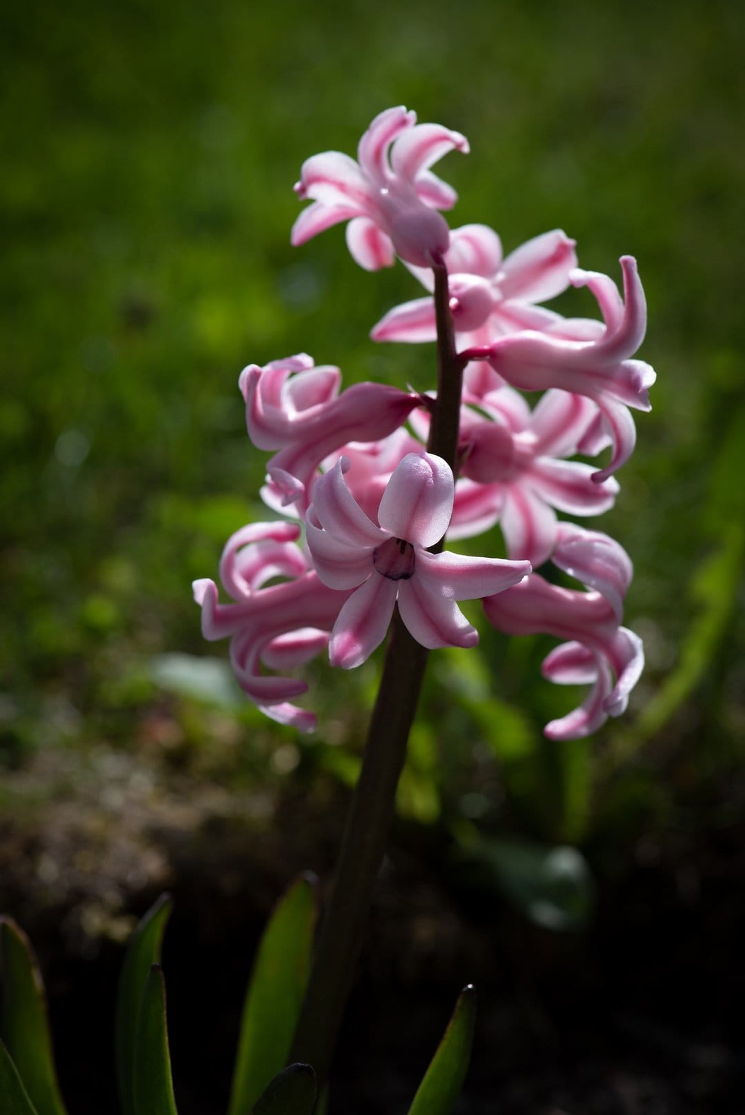 Pink hyacinth flower with white stripes on petals stands against a blurred green garden in bright sunlight.