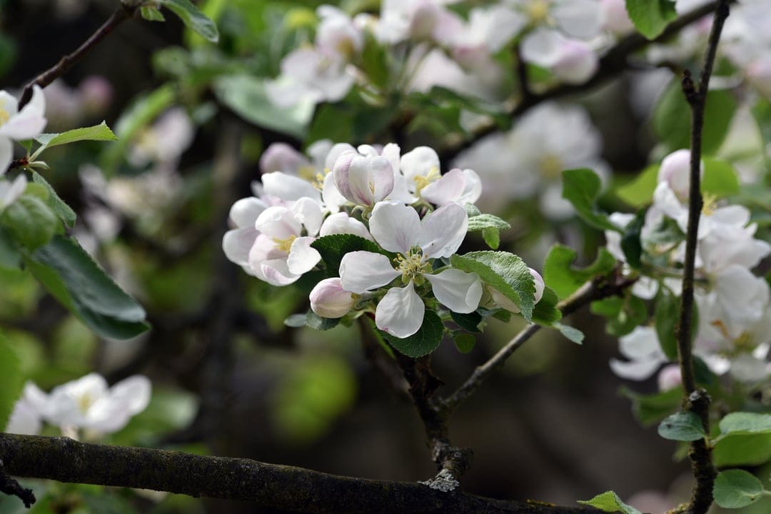 White apple blossoms with yellow stamens cluster on a branch against a blurred green leafy background.