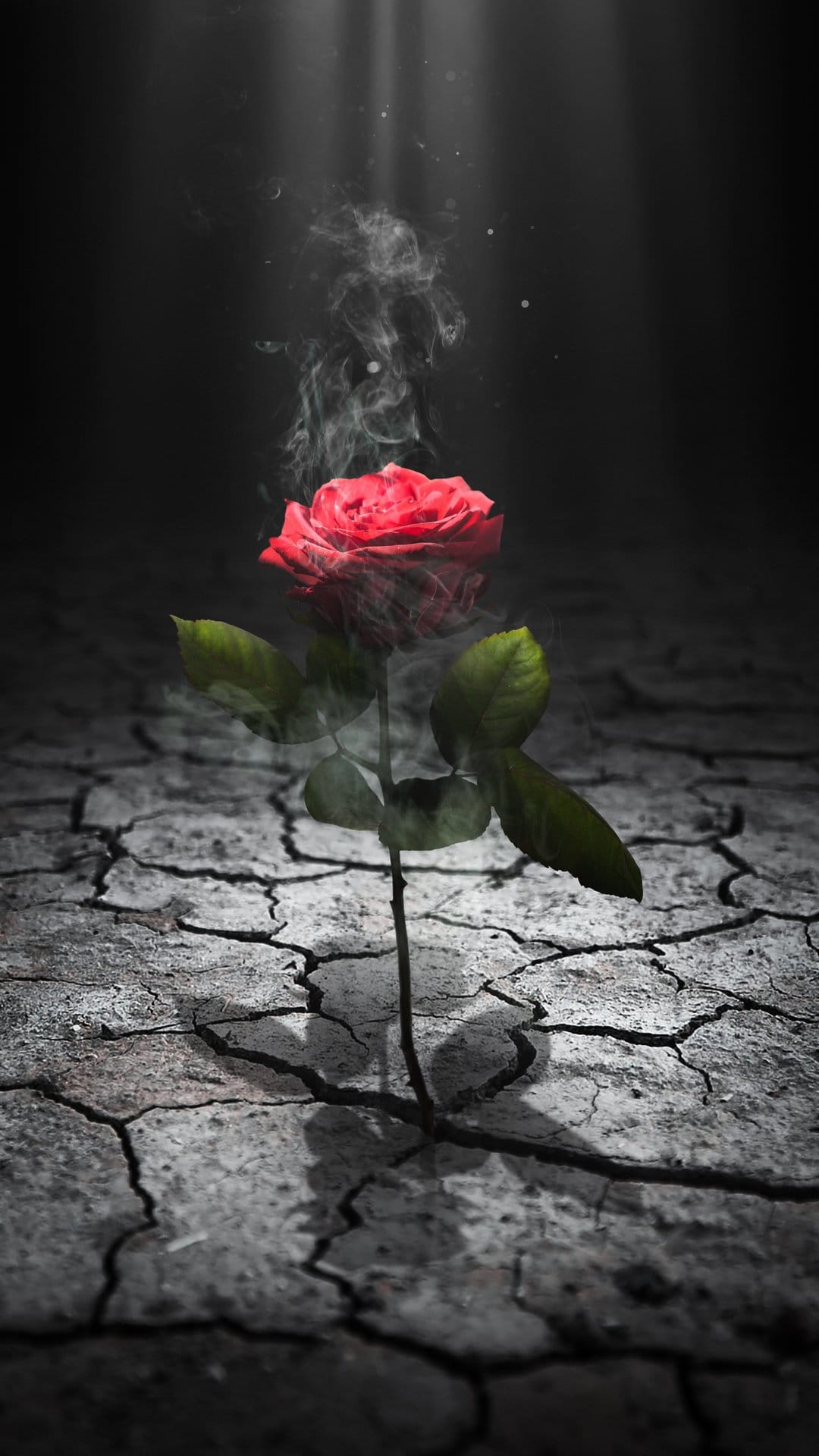 Red rose blooming from parched cracked soil surrounded by wisps of white smoke and moody atmospheric lighting.