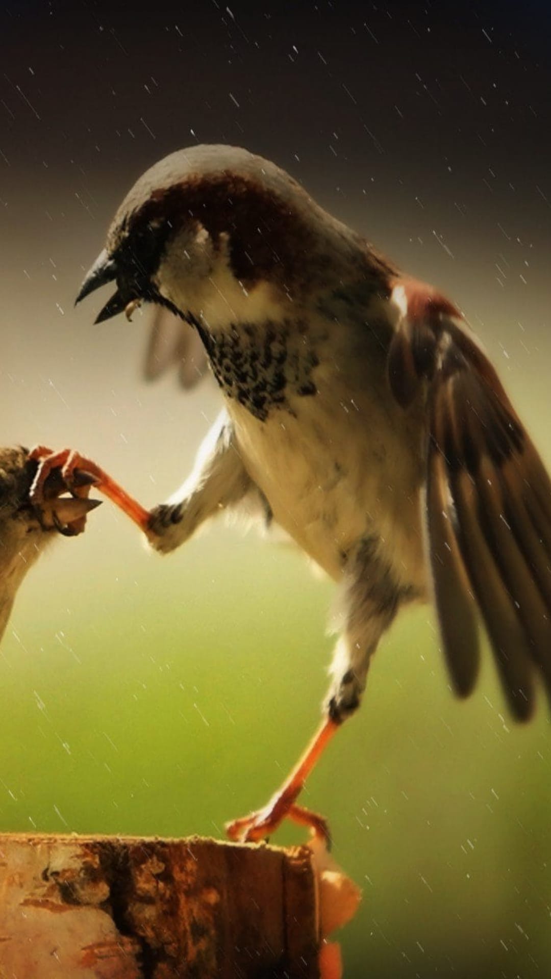 Two brown sparrows with outstretched wings struggle for a worm on a wet branch during a heavy rain shower.