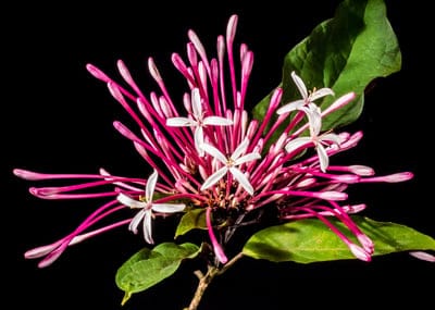 White star-shaped Ixora flowers with pink stalks and green leaves set against a solid black background.