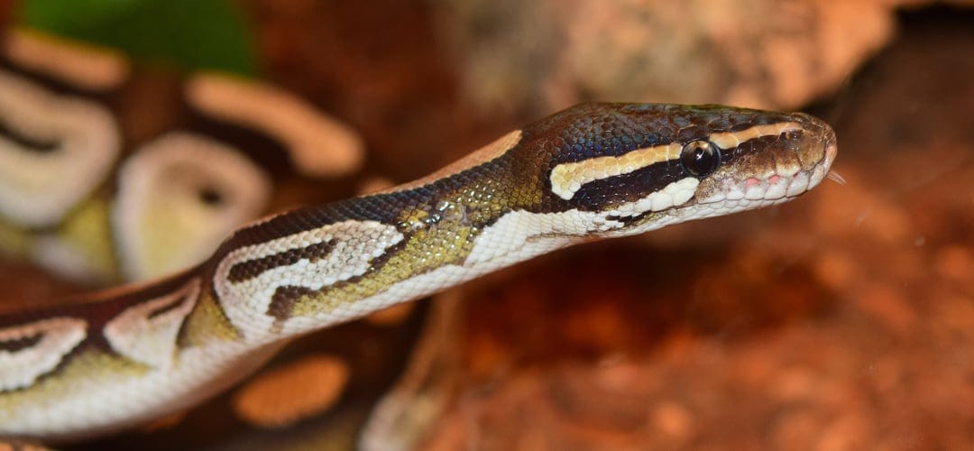 Ball python head with flicking tongue and amber eye displays intricate brown and black scale patterns in macro.