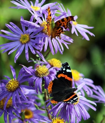 Orange and brown butterflies perched on purple aster flowers with yellow centers against a soft green background.