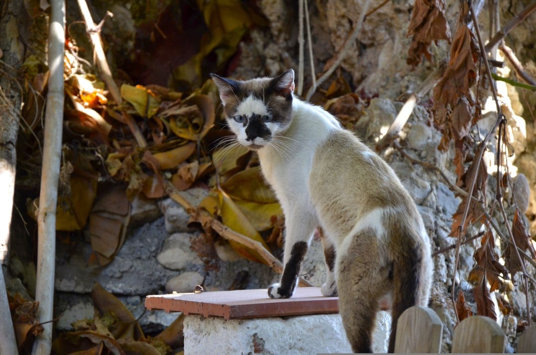 Siamese cat with cream and brown fur sits alertly on a stone ledge surrounded by dry autumn leaves.