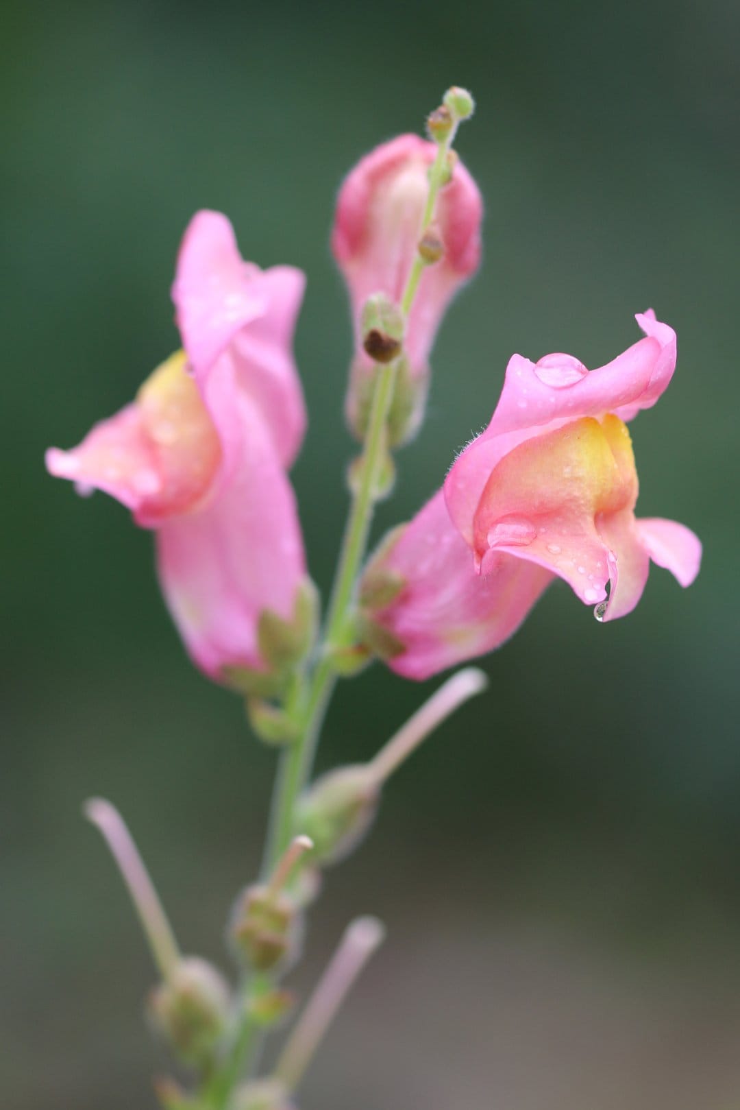 Pink snapdragon flowers with glistening water droplets on petals against a soft green blurred garden background.