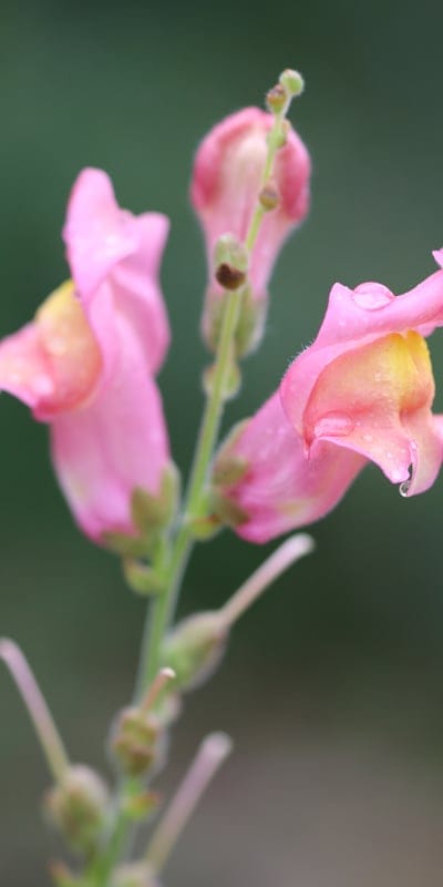 pink,flower background,flower,snapdragon,close up,beautiful flowers,macro,nature,flower wallpaper,pink flowers