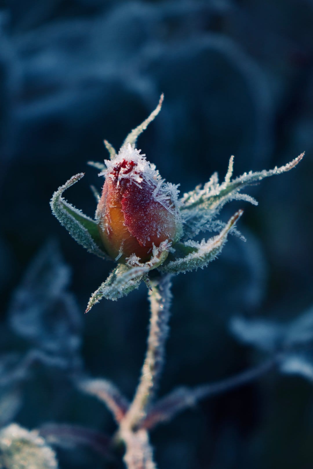 Red and yellow rose bud coated in jagged white frost crystals against a blurred dark blue background in macro.