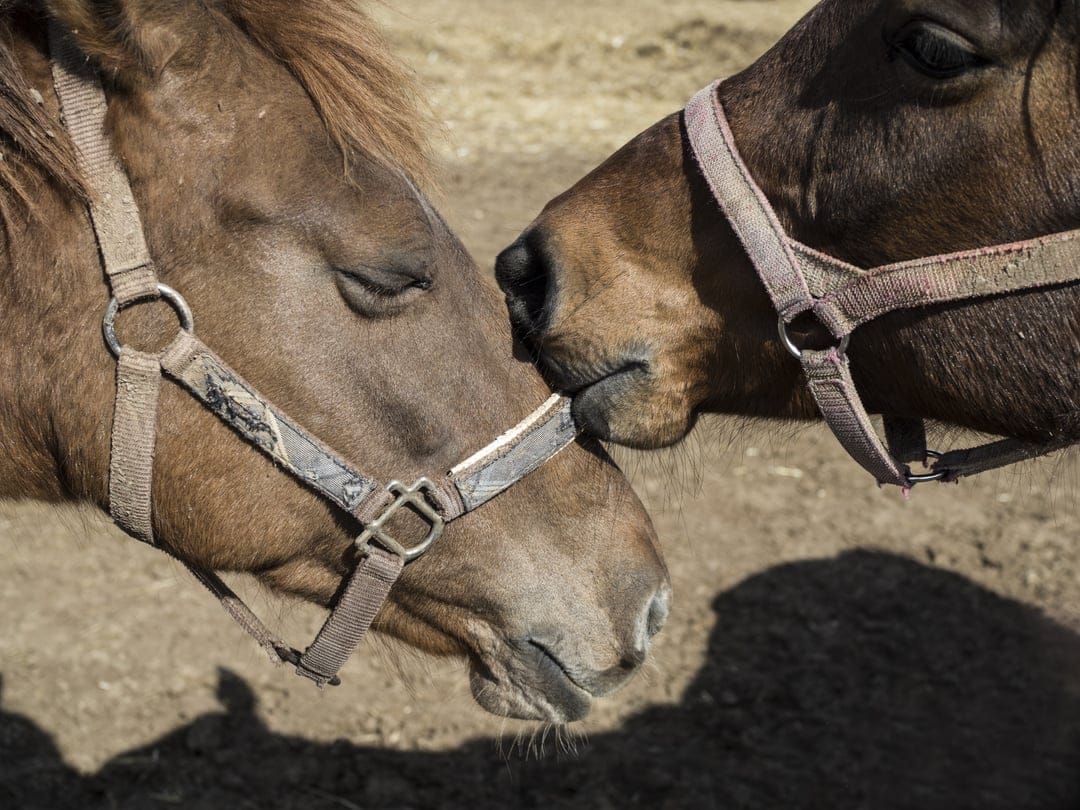 Two brown horses nuzzle noses while wearing leather halters, illuminated by soft sunlight in a rustic setting.
