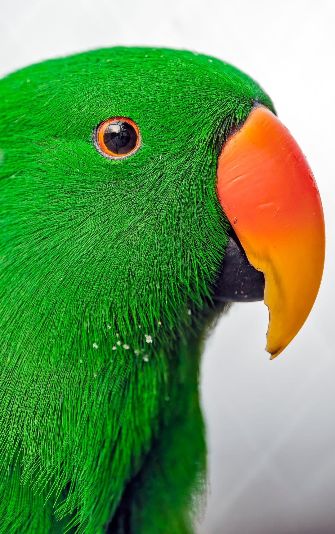 Green Eclectus parrot features a large orange beak and a sharp eye surrounded by detailed emerald feathers.