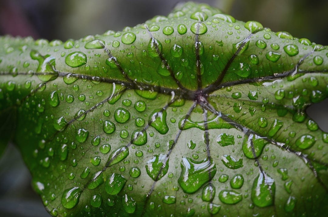 Translucent water droplets cling to the textured surface of a bright green leaf with visible vein patterns.