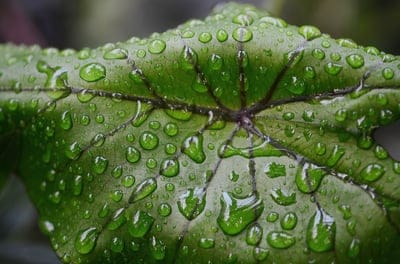 dewdrops, water droplets, green leaf, nature, macro photography, freshness, natural beauty, rain, leaf texture, botany, plant, close-up, vibrant, hydration, organic, foliage, leaf veins, morning dew, garden, outdoor, detail, wet