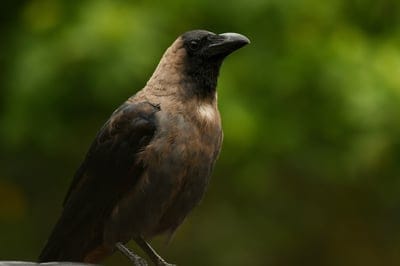 bird,full hd wallpaper,beautiful wallpaper,crow,windows wallpaper,wallpaper 4k,desktop backgrounds,corvus,laptop wallpaper,wallpaper hd,4k wallpaper,raven,plumage,free wallpaper,free background,hd wallpaper,feathers,beak,4k wallpaper,wings