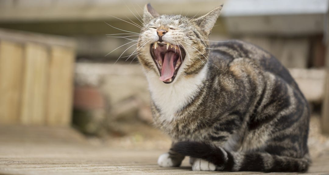Tabby cat yawning wide showing sharp teeth and a pink tongue while sitting on a light brown wooden deck outdoors.