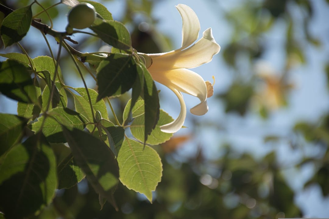 White flower petals glow in sunlight on a tree branch against a blurred green and blue outdoor background.