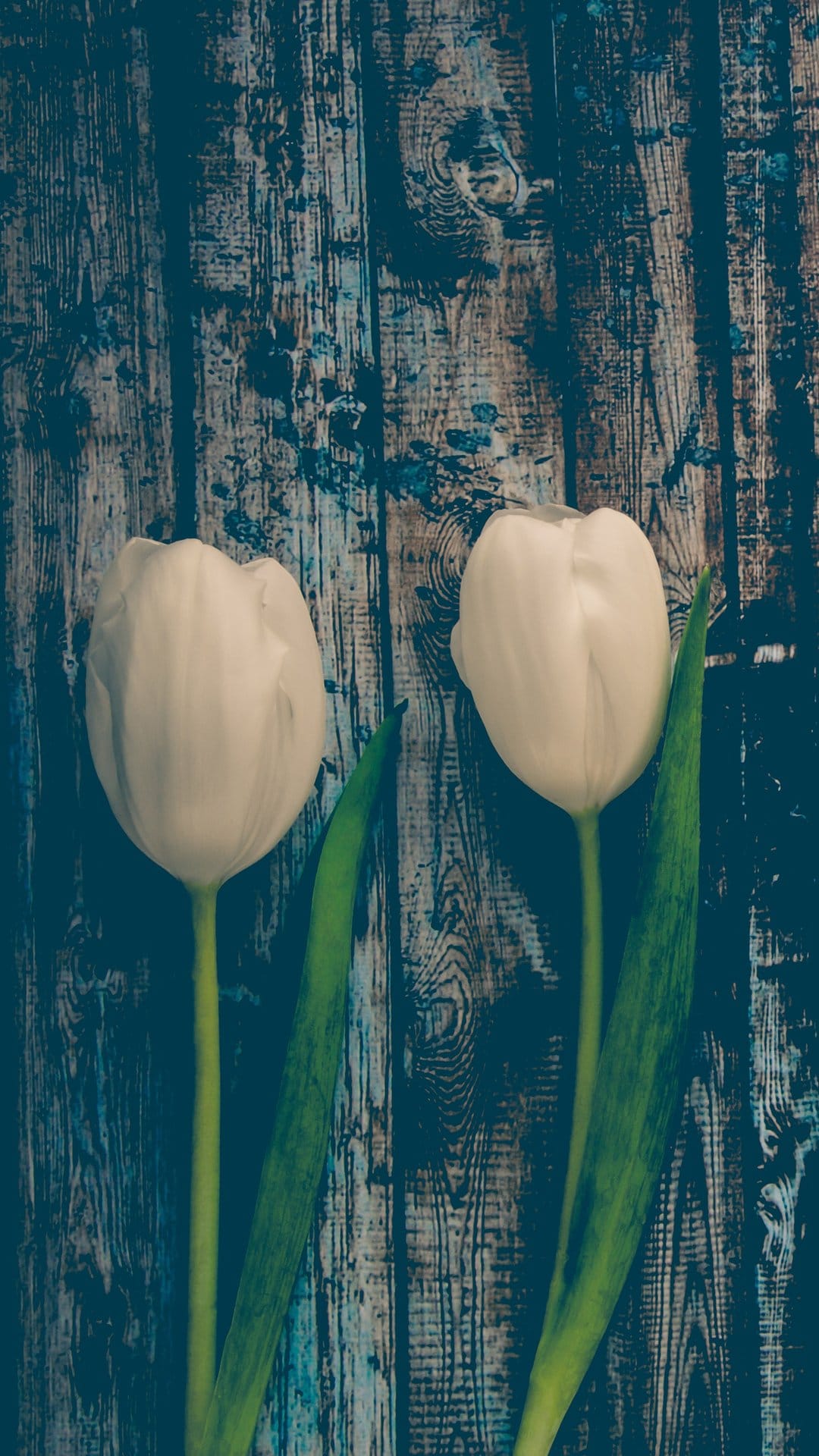 Two white tulips with green stems rest against a rustic teal-colored wooden plank background with visible grain.