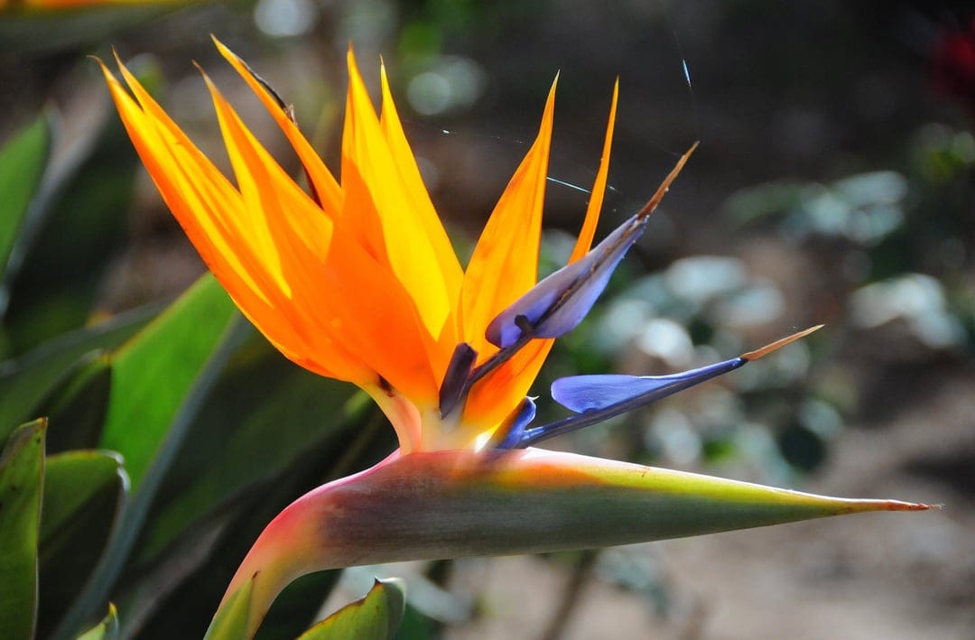 Bird of Paradise flower with orange and blue petals blooming among lush green leaves in a close-up macro shot.