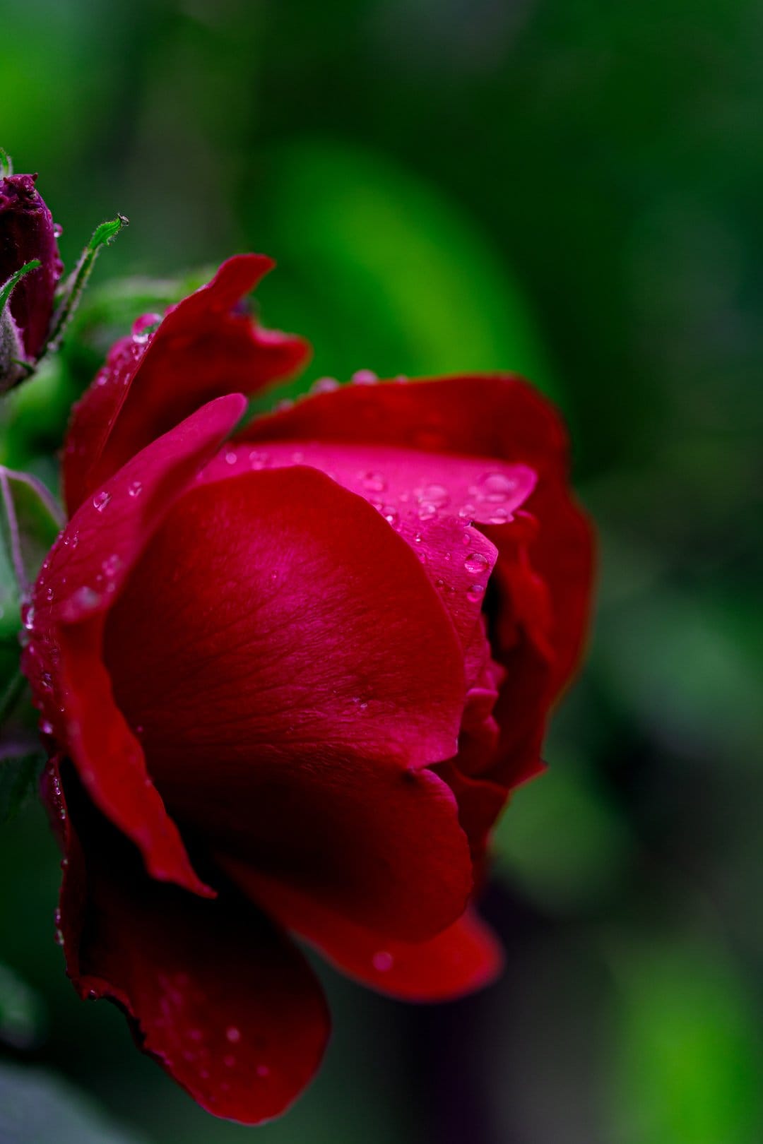 Crimson rose petals glistening with water droplets against a blurred green background in a vertical close-up.