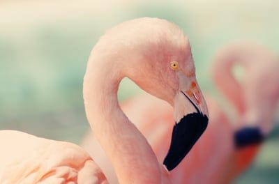 Flamingo wallpaper,Flamingo,Flamingo background,Flamingo desktop wallpaper