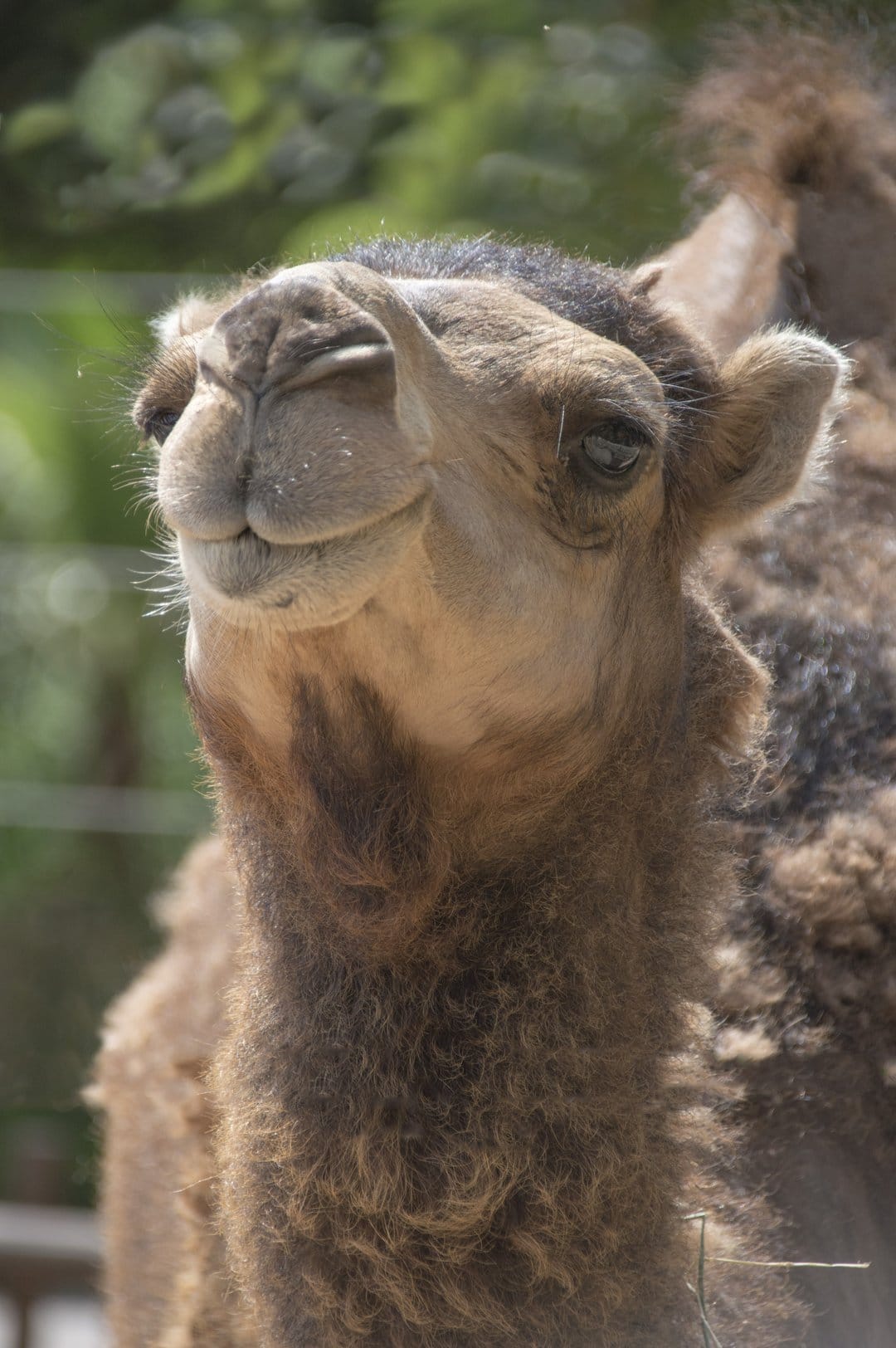 Camel face with soft beige fur and large dark eyes looking forward against a lush blurred green garden background.