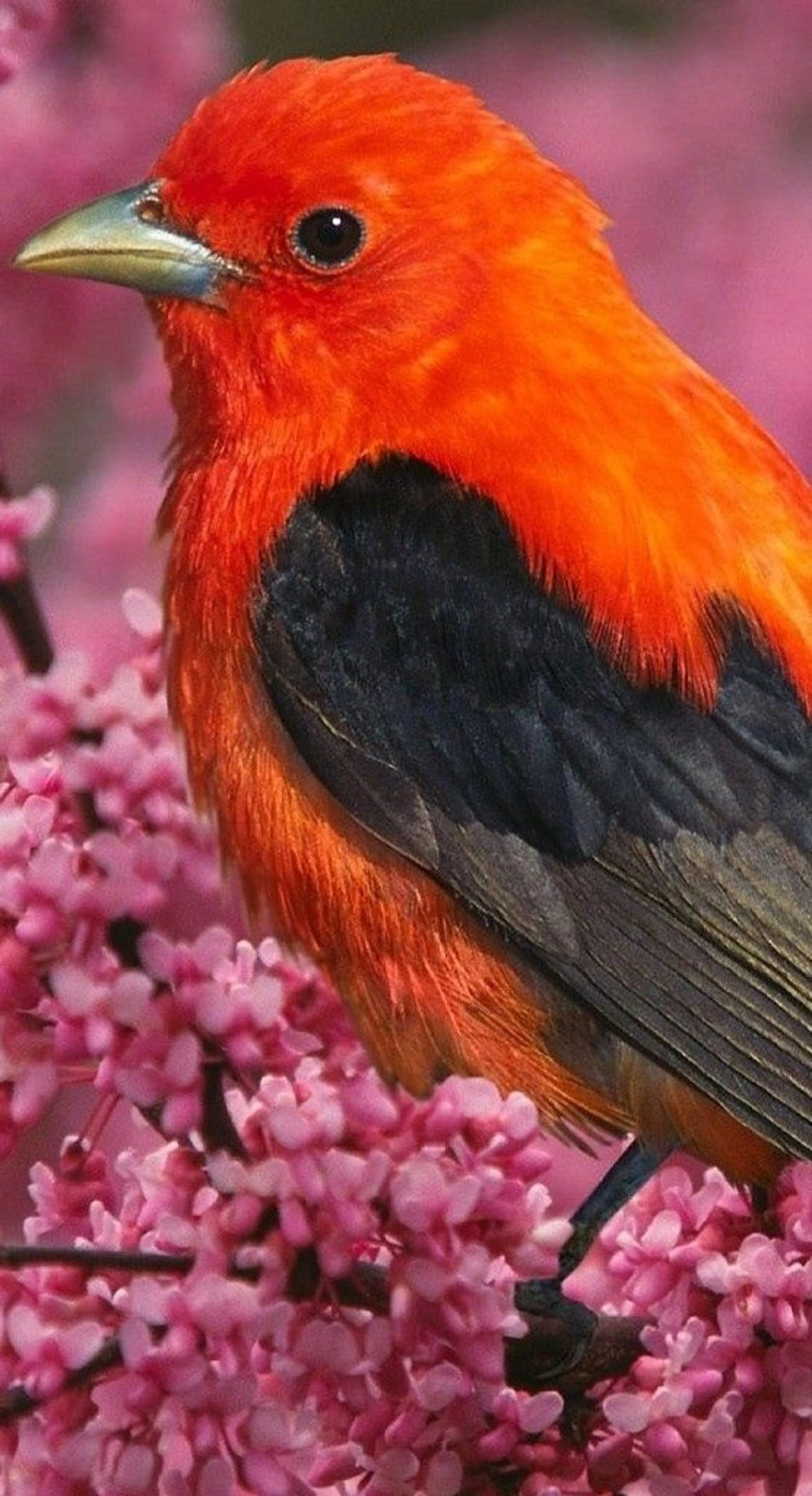 Scarlet tanager bird with red feathers and black wings perches on a branch with blooming pink spring flowers.