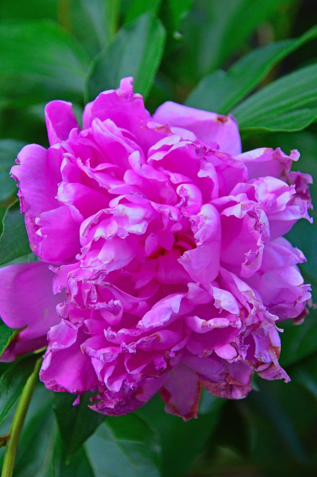 Pink peony flower with layered ruffled petals surrounded by dark green foliage in soft outdoor lighting.