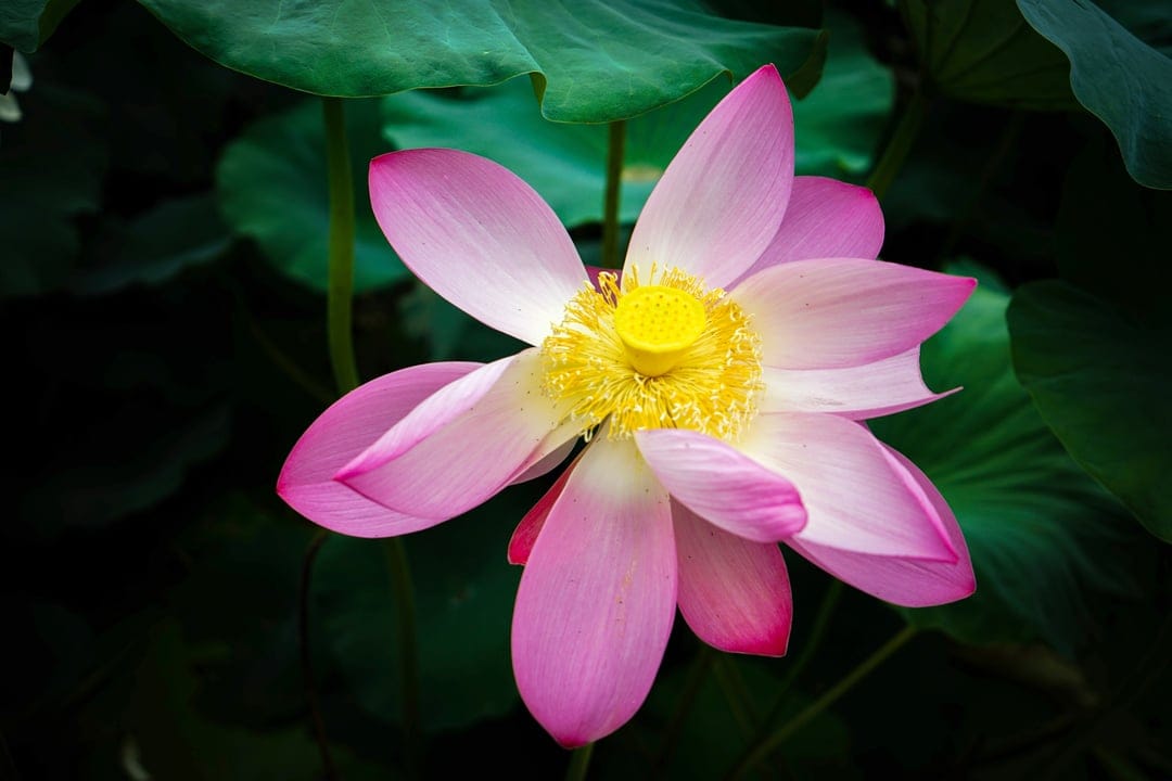 Pink lotus flower with a yellow center blooming above dark green aquatic leaves in a top-down view.