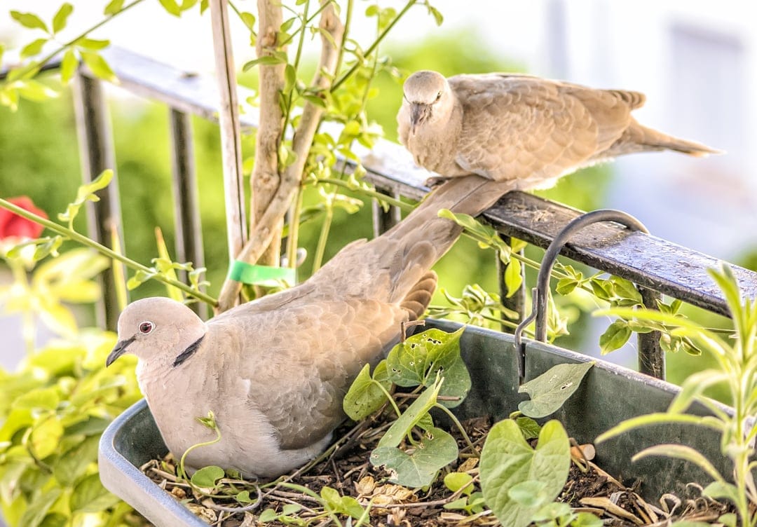 Two light brown doves rest on a dark metal railing and within a green planter surrounded by sun-drenched leaves.