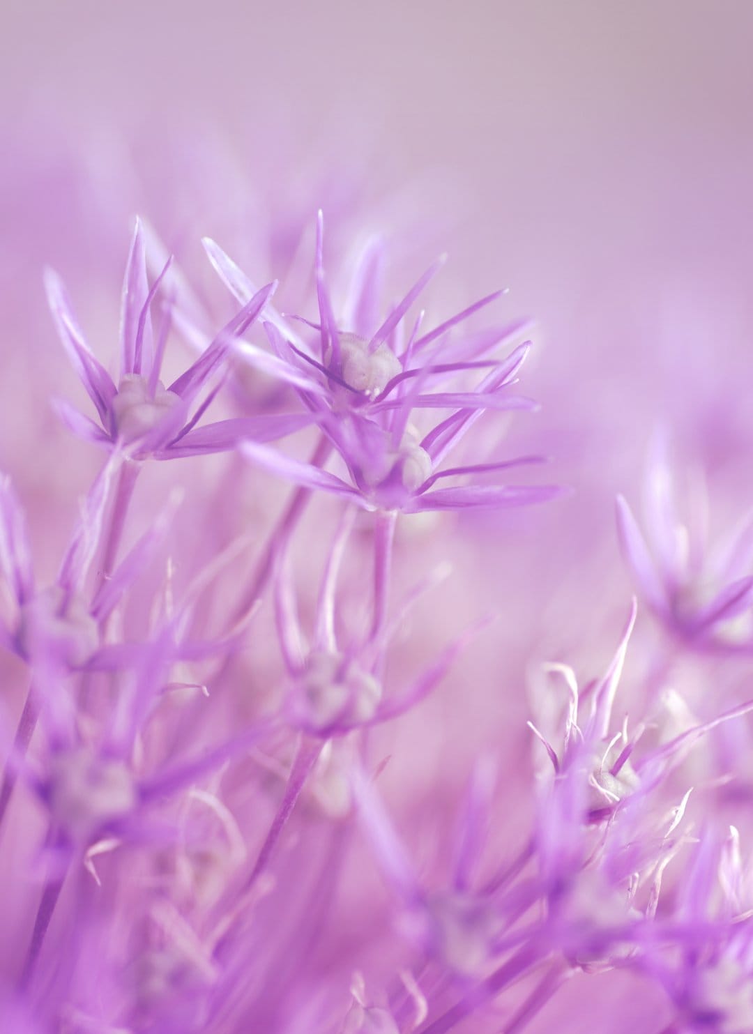 Purple star-shaped flowers with pointed petals appear in sharp focus against a soft, blurry bokeh background.