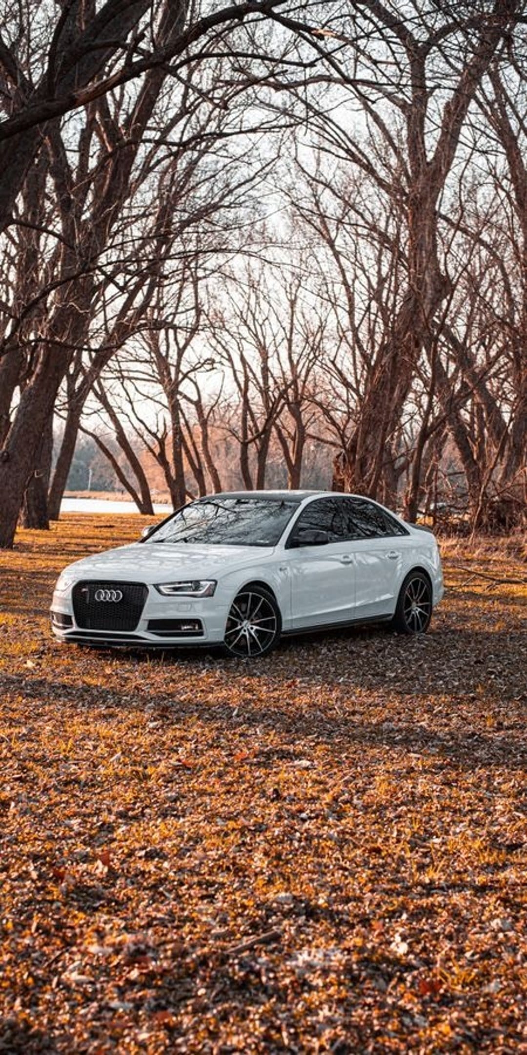 White Audi sedan parked on fallen orange leaves surrounded by bare trees in soft golden afternoon sunlight.