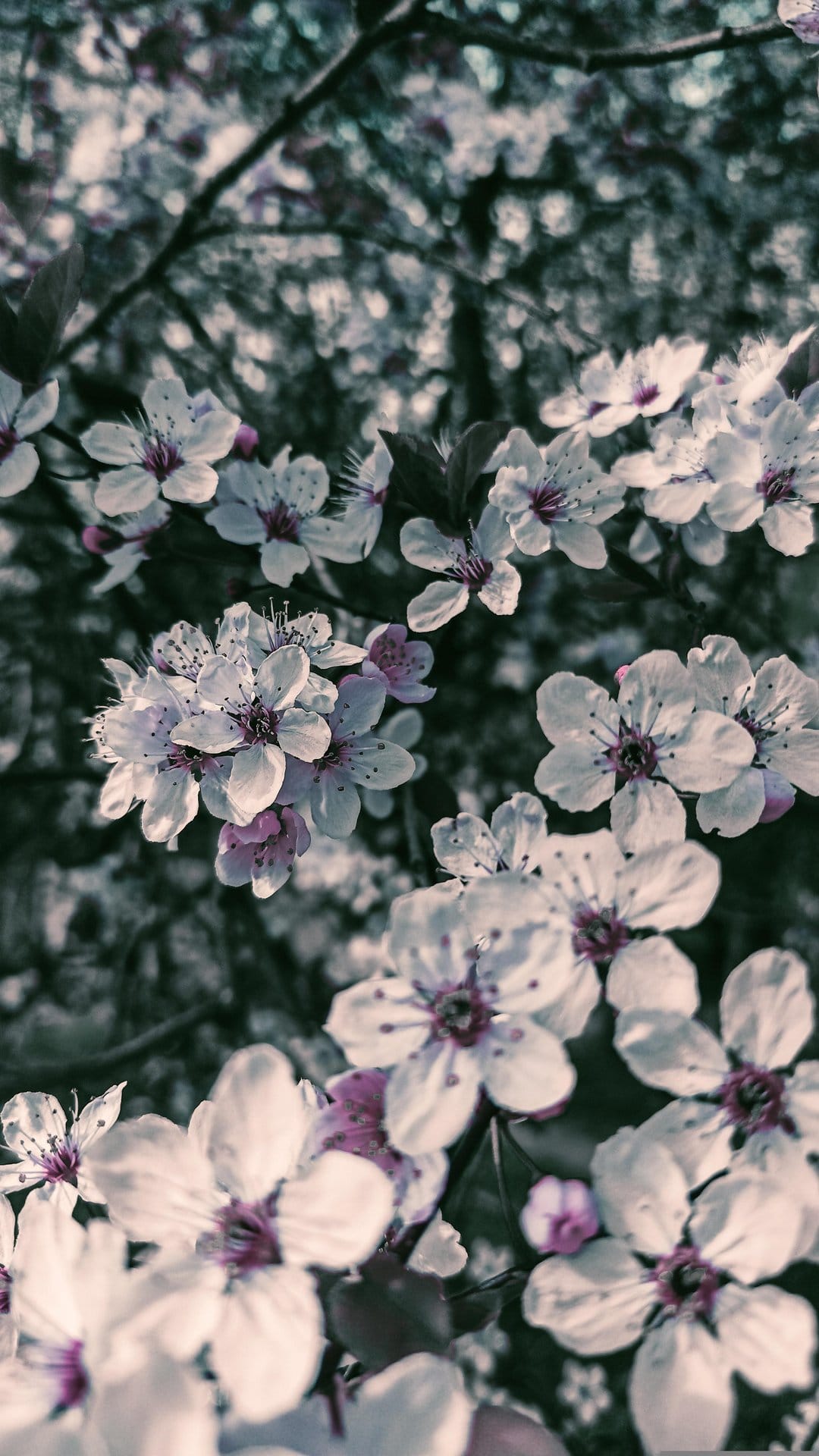 White sakura petals and purple stamens catch the morning sun against a dark, out-of-focus garden background.