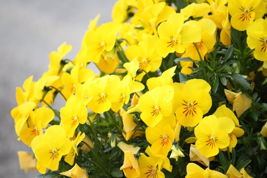 Yellow pansy flowers with dark purple markings and velvet petals cluster against a soft green leafy background.