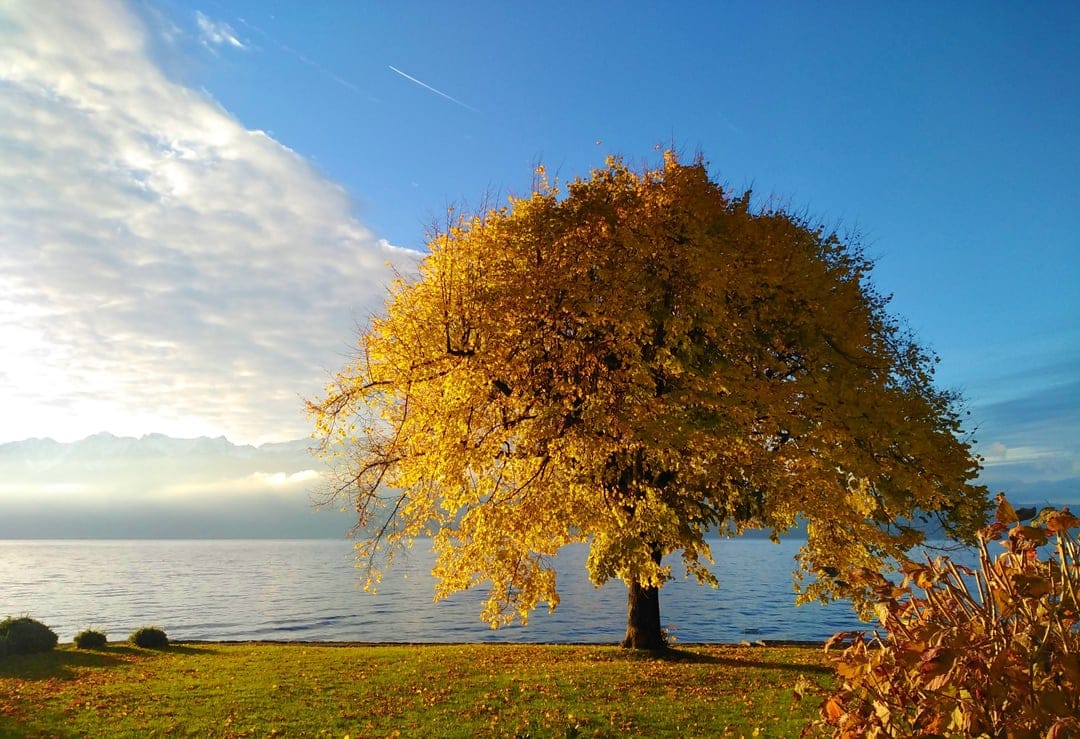 Golden yellow tree on a grassy lake shore with hazy blue mountains and wispy clouds in the distant background.