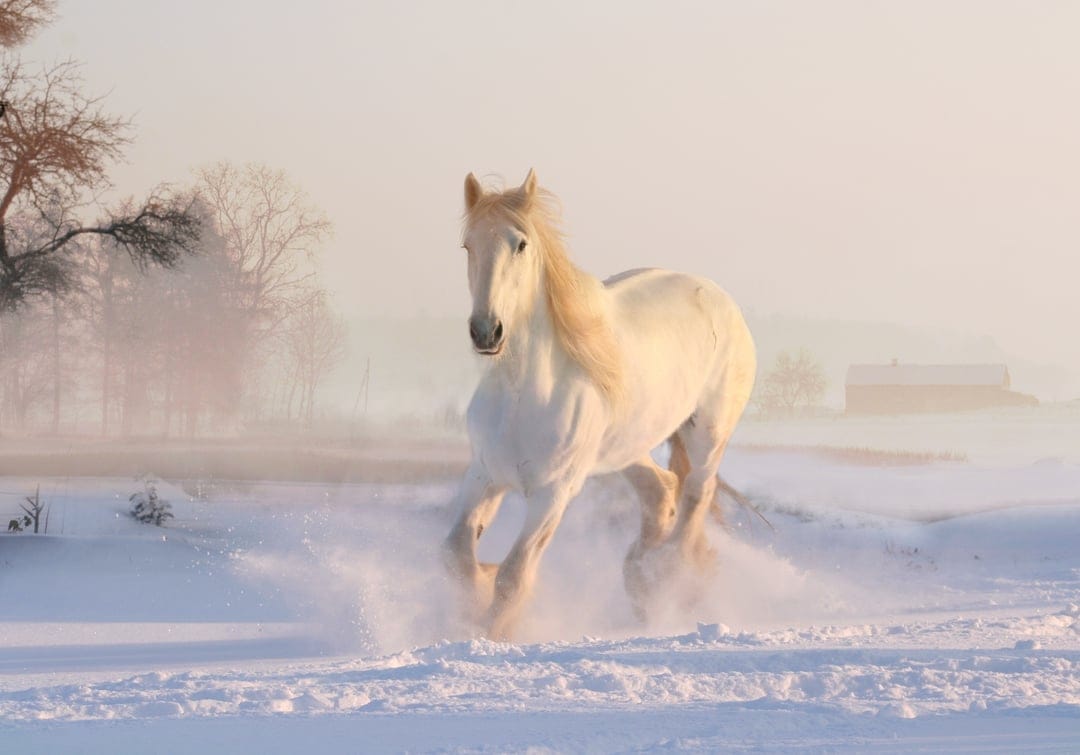 White horse galloping through deep snow with a flowing mane and misty winter trees visible in the background.
