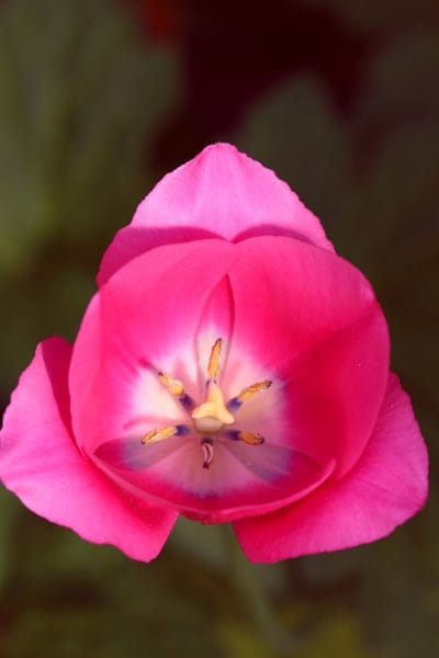 tulip, pink tulip, flower, floral, bloom, nature, garden, botany, close-up, macro, top view, petal, stamen, delicate, vibrant, color, spring, beauty, detail, natural, elegance, botanical, pink