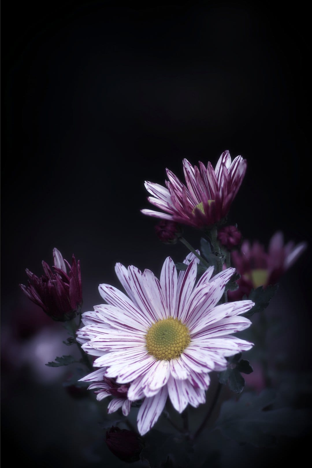 Striped purple and white chrysanthemum petals surround a bright yellow center against a dark, moody background.