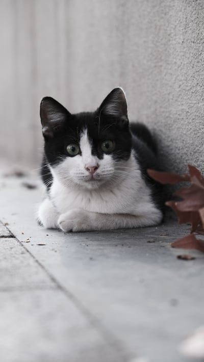 Black and white cat with bright green eyes curls up near fallen orange leaves against a textured gray stone wall.