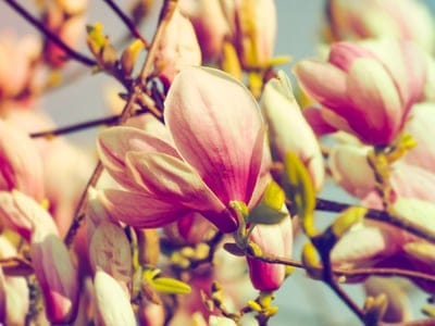 Pink magnolia flowers with fuchsia bases bloom on a branch against a soft, blurred green garden background.