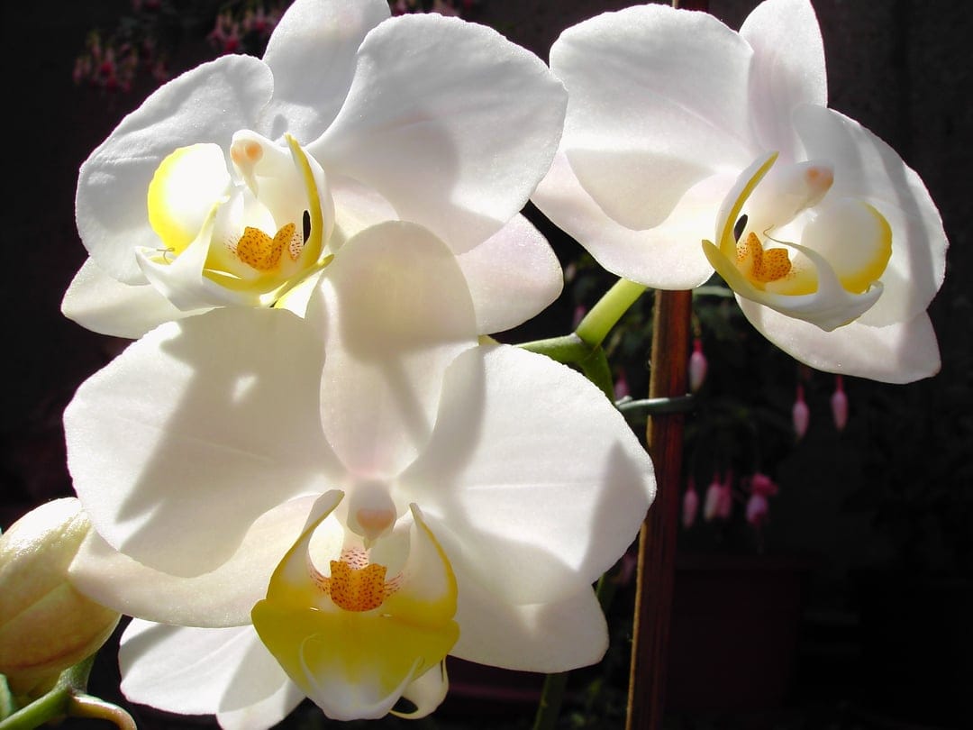 White Phalaenopsis orchids with bright yellow centers show in a macro close-up against a dark blurred background.
