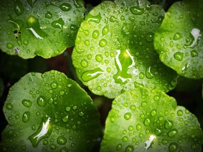 green leaves, water droplets, macro photography, nature, close-up, foliage, freshness, hydration, botany, dewdrops, plant life, natural beauty, vibrant green, rainy day, organic, texture, outdoor, leaf veins, serene, refreshing, detail, growth
