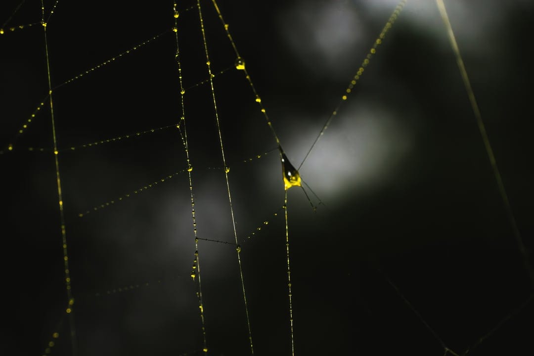 Spherical dewdrops rest on thin spiderweb strands against a dark bokeh background in a vertical macro shot.